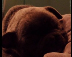 (VIDEO) Tiny Puppy Loves to Cuddle. When You See With What? SO Precious!