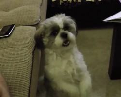 (VIDEO) Skippy the Pooch REALLY Wants a Bite of His Dad’s Cookie. Now Keep an Eye on His Paws…