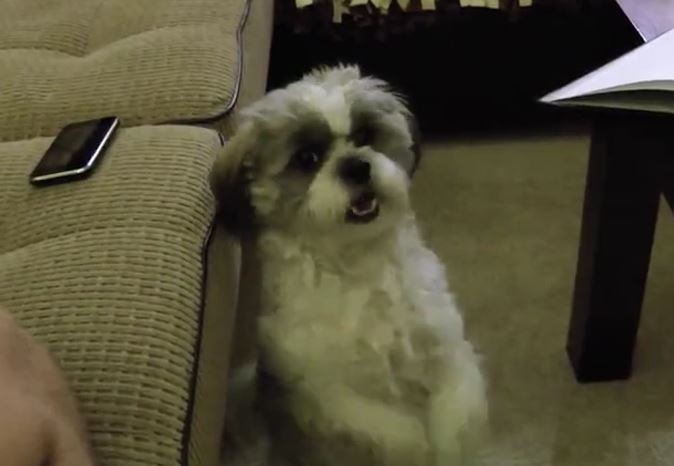 dog Begging For Cookie