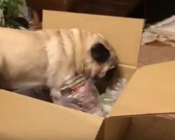 (VIDEO) Pug is Determined to Figure Out What’s in This Box. When He Can’t Quite Fit? Too Funny!