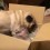 (VIDEO) Pug is Determined to Figure Out What’s in This Box. When He Can’t Quite Fit? Too Funny!