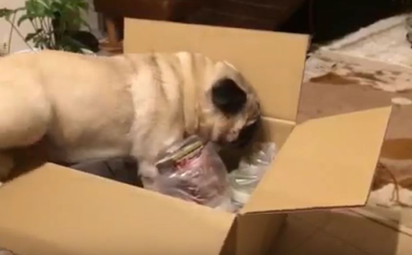 Pug getting into a box