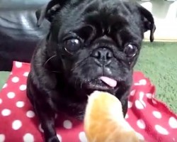 (VIDEO) You Can’t Help But Sigh With Delight When You See This Pug’s Reaction Over a Tasty Orange Snack