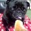 (VIDEO) You Can’t Help But Sigh With Delight When You See This Pug’s Reaction Over a Tasty Orange Snack