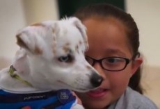 (VIDEO) A Deaf Dog and Girl’s Bond is VERY Touching. Now be Amazed When the Girl Teaches Her Dog Sign Language!