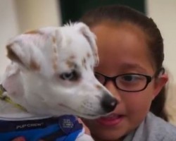 (VIDEO) A Deaf Dog and Girl’s Bond is VERY Touching. Now be Amazed When the Girl Teaches Her Dog Sign Language!