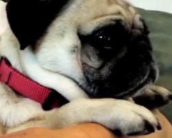 (VIDEO) Bandit the Pug is Awfully Impatient. Listen to the Sounds That Escape His Mouth When it’s Time for Dinner!