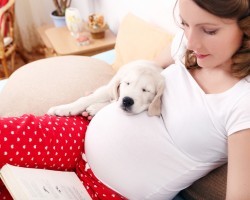 How a Dog Shows a Momma to be That He Knows She’s Expecting