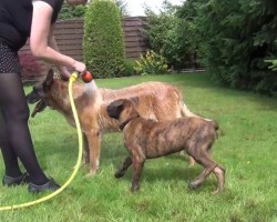 (VIDEO) This Dog is Waiting Her Turn to Get Rinsed off With a Hose. When You See How Excited She Is? OMG!