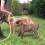 (VIDEO) This Dog is Waiting Her Turn to Get Rinsed off With a Hose. When You See How Excited She Is? OMG!