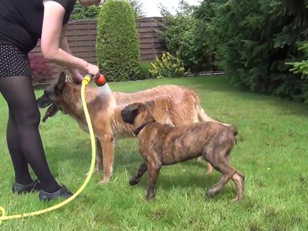 Doggy Shower