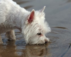 Common Water Hazards to be Aware of to Keep a Pooch Safe