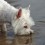 Common Water Hazards to be Aware of to Keep a Pooch Safe