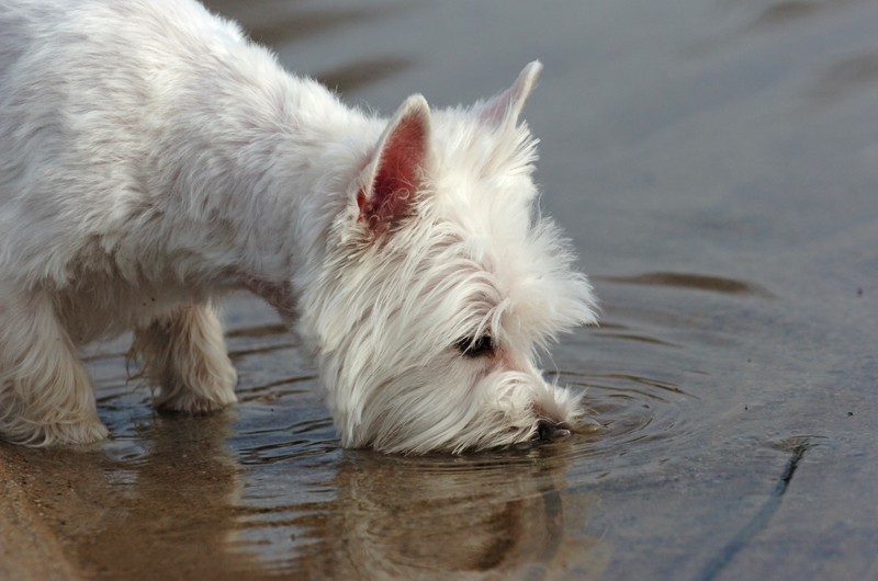 Drinking from Lake