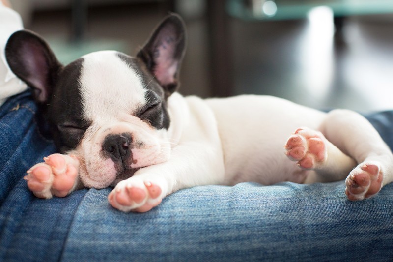 French Bulldog puppy