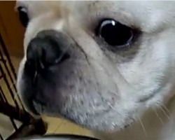 (VIDEO) Frenchie is Put to the Ultimate Test When He’s Asked to Wait to Eat His Food. Now See if He Can Do It…