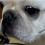 (VIDEO) Frenchie is Put to the Ultimate Test When He’s Asked to Wait to Eat His Food. Now See if He Can Do It…
