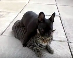 (VIDEO) This Cat Takes a Swipe at Betty the Frenchie. How the Dog Responds? OMG, This is Crazy AND Hilarious!
