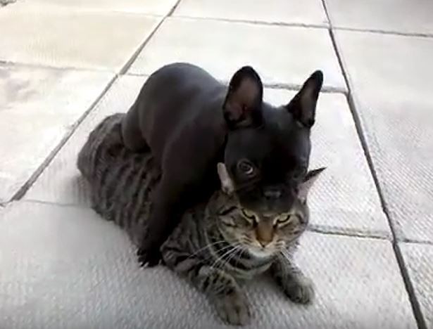 Frenchie and Cat