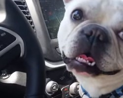(VIDEO) Two Frenchies Are Going to the Dog Park. Now Watch Just How Much They Can’t Contain Their Excitement!