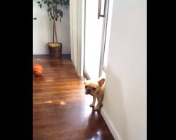 (VIDEO) Naughty Frenchie is Caught in the Act. When You See How He Responds? HILARIOUS!