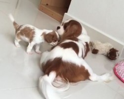 (VIDEO) These Puppies Adore Their Mom. When You See Mom Play With Them? My Heart’s Melting!