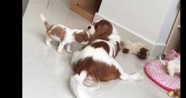 Mom and Puppies