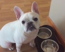 (VIDEO) This Doggie Really Wants a Second Helping of Food. How He Tries to Get His Way? SO Funny!
