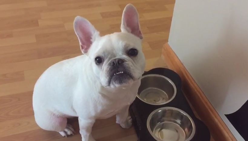 Frenchie Wants More Food