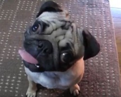 (VIDEO) This Pug Is Listening Intently to Dad. When You See THIS Head Tilt? OMG, Adorable!