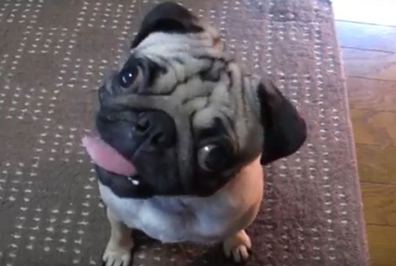 Pug Tilt Head