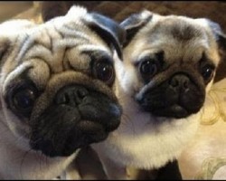 (VIDEO) This Mom Loves Playing With Her Baby Pug. When You See How How Much They Love One Another? ADORBS!