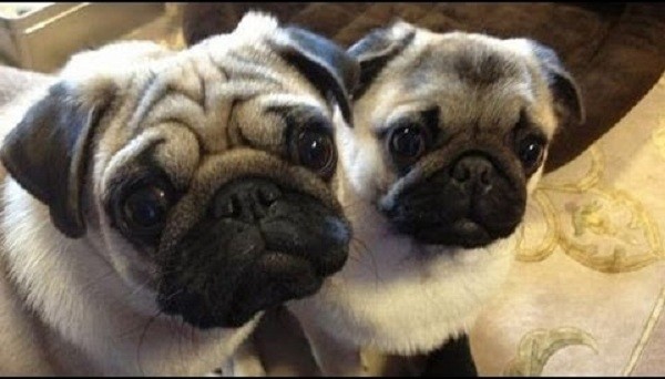 Pug mom and baby