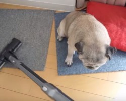 (VIDEO) This Pug Adores the Vacuum Cleaner. Now Watch and See What the Owner Does to Give This Pug a Massage! LOL!