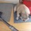 (VIDEO) This Pug Adores the Vacuum Cleaner. Now Watch and See What the Owner Does to Give This Pug a Massage! LOL!