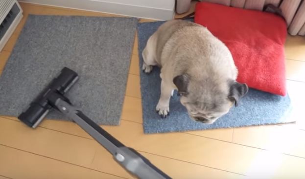 Pug near vacuum