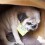 (VIDEO) Mom is Attempting to Barter With Her Angry Pug. Now Find Out if She Pipes Down…