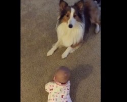 (VIDEO) A Doggie Shows a Baby How to Rollover. Will the Baby Copy Him? You’re Never Going to Believe THIS!