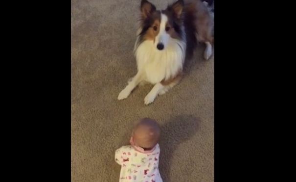 Sheltie teaches baby to roll over
