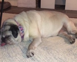 (VIDEO) Sleeping Pug Runs in Her Dreams and How She Shows it is Pure Comedy!