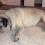 (VIDEO) Sleeping Pug Runs in Her Dreams and How She Shows it is Pure Comedy!