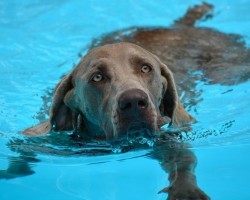 How Having Your Dog Swim Regularly Can Help Him Stay Healthy in More Ways Than One…