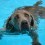 How Having Your Dog Swim Regularly Can Help Him Stay Healthy in More Ways Than One…