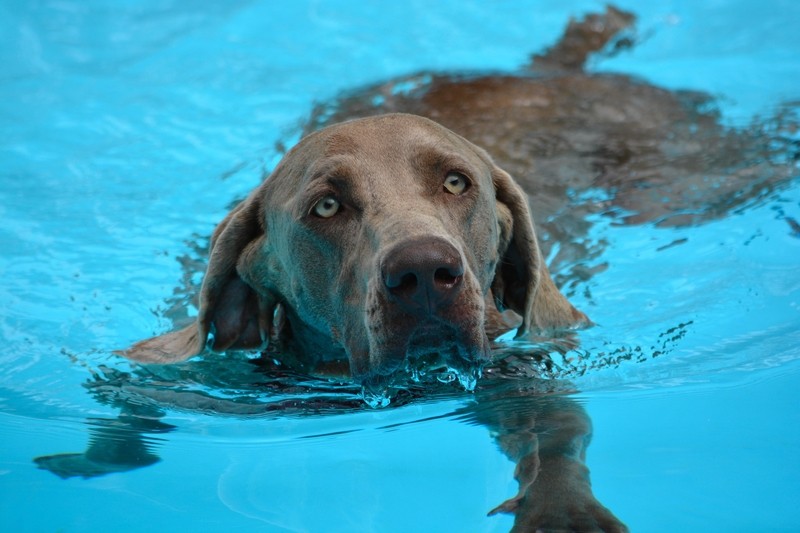 Swimming Dog