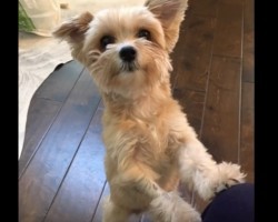 (VIDEO) This Poor, Abused Dog Had Never Been Outside. But When You See the End – My Goodness!