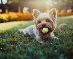 8 of the Smallest (and Cutest) Doggies on the Planet