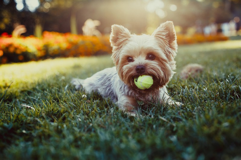 Yorkie with a ball