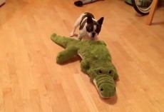 (VIDEO) Pixel the Frenchie Loves His Stuffed Alligator. Now Watch How He Ferociously Attacks it – Ha ha!