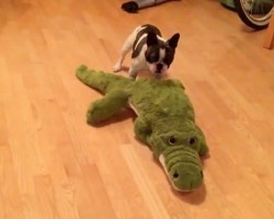 (VIDEO) Pixel the Frenchie Loves His Stuffed Alligator. Now Watch How He Ferociously Attacks it – Ha ha!