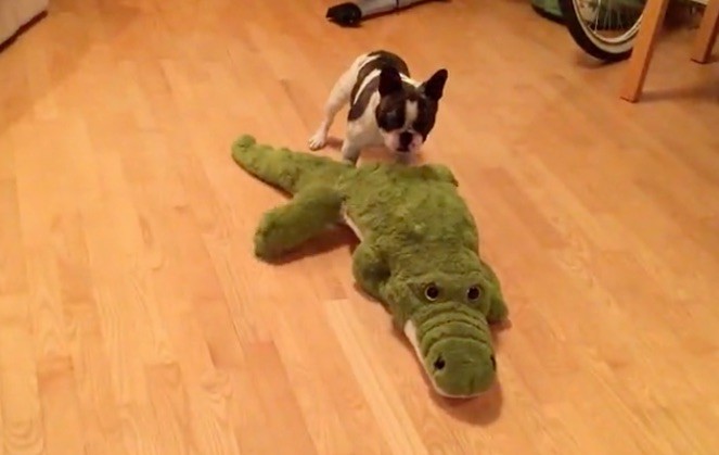 Frenchie and alligator